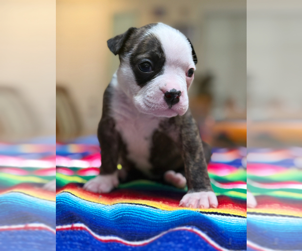 Medium Photo #1 Olde English Bulldogge Puppy For Sale in BRENTWOOD, CA, USA