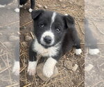 Small #6 Border Collie Mix