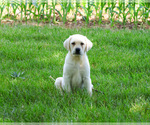 Small #11 Labrador Retriever