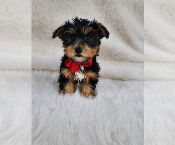 Medium Photo #3 Yorkshire Terrier Puppy For Sale in INDIANAPOLIS, IN, USA