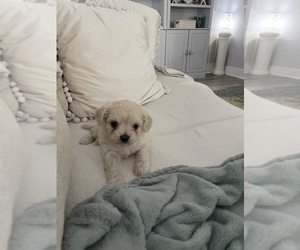 ShihPoo Puppy for sale in LOUISBURG, NC, USA