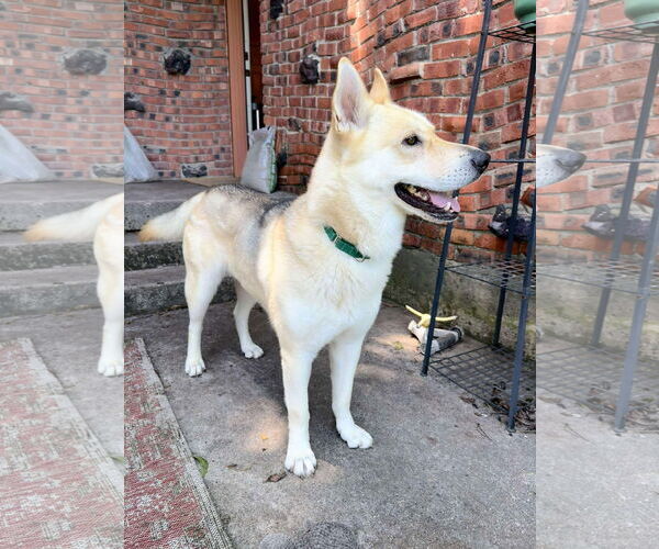 Medium Photo #2 German Shepherd Dog-Siberian Husky Mix Puppy For Sale in Dallas, TX, USA