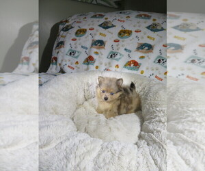 Pomeranian Puppy for sale in COOKEVILLE, TN, USA