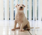 Small Photo #15 Bull Terrier Puppy For Sale in KENDALL, FL, USA
