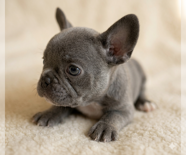 Medium Photo #7 French Bulldog Puppy For Sale in RENTON, WA, USA