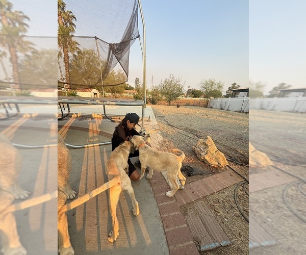Medium Photo #15 Kangal Dog Puppy For Sale in NORCO, CA, USA