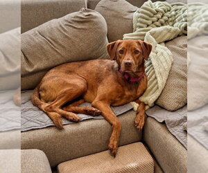Lee - Female Beagle Dog for Adoption - Photo #3