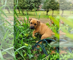 American Mastiff Puppy for sale in ELLOREE, SC, USA