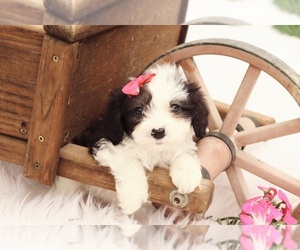 Cavapoo Puppy for sale in WEST SALEM, OH, USA