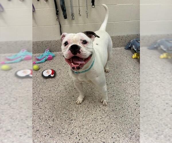 Medium Photo #1 American Bulldog-Unknown Mix Puppy For Sale in Brighton, CO, USA