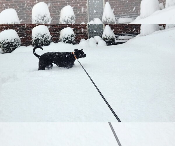 Medium Photo #12 American Pit Bull Terrier-Labrador Retriever Mix Puppy For Sale in Holly Springs, NC, USA
