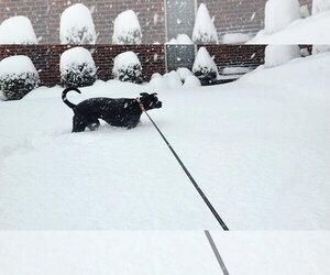 Nova - Female American Pit Bull Terrier-Labrador Retriever Mix Dog for Adoption - Photo #12