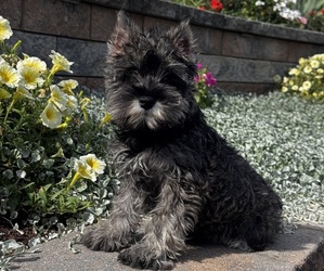 Schnauzer (Miniature) Puppy for sale in CANOGA, NY, USA