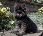 Small Schnauzer (Miniature)