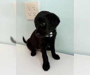 Medium Aussiedoodle-Labradoodle Mix