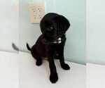Puppy Sebastian Aussiedoodle-Labradoodle Mix