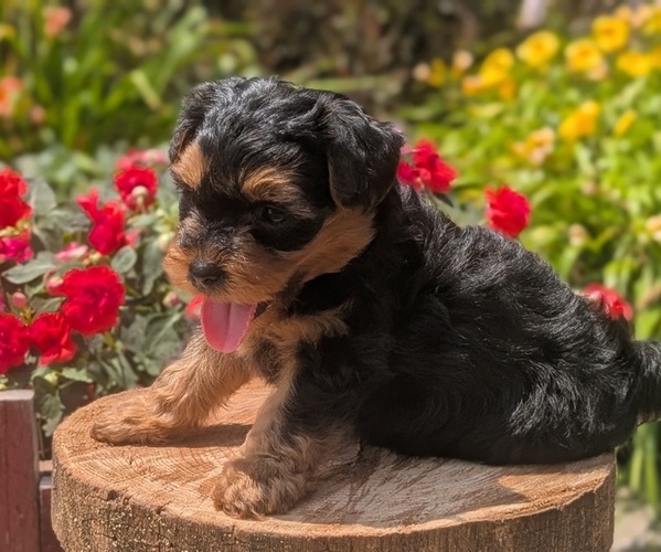 Medium Photo #42 Yorkipoo Puppy For Sale in GOSHEN, IN, USA
