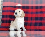 Small Photo #2 Goldendoodle Puppy For Sale in WOOSTER, OH, USA
