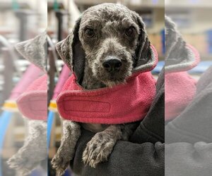 Poodle (Miniature)-Unknown Mix Dogs for adoption in Oceanside, CA, USA