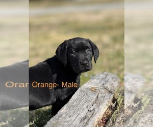 Medium Labrador Retriever