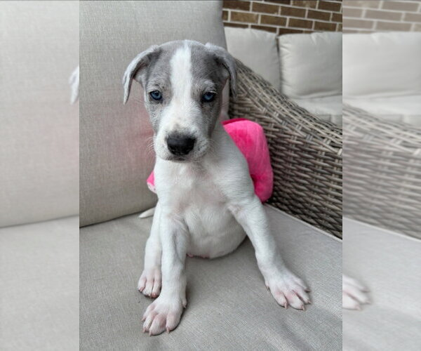 Medium Photo #2 Great Dane-Unknown Mix Puppy For Sale in Lakewood, CO, USA