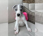 Small #1 Great Dane Mix