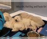 Small Photo #13 Golden Retriever Puppy For Sale in WILM, NC, USA