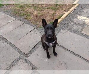 American Pit Bull Terrier-German Shepherd Dog Mix Dogs for adoption in New York, NY, USA