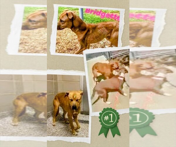 Medium Photo #2 Catahoula Leopard Dog-Labrador Retriever Mix Puppy For Sale in columbia, SC, USA