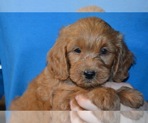 Goldendoodle Puppy for Sale in HULL, Georgia USA