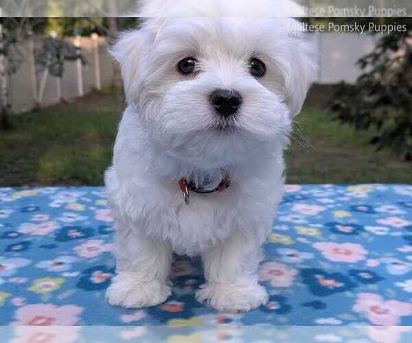 Medium Photo #9 Maltese Puppy For Sale in OCALA, FL, USA