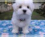 Small Photo #20 Maltese Puppy For Sale in OCALA, FL, USA