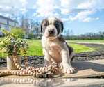 Puppy Vader Saint Bernard