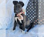 Small #4 Great Dane-Labrador Retriever Mix