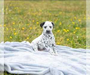 Dalmatian Puppy for sale in MOHNTON, PA, USA