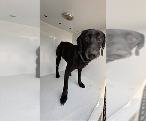 Labrador Retriever Dogs for adoption in Augusta, GA, USA