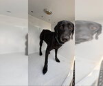 Small Labrador Retriever