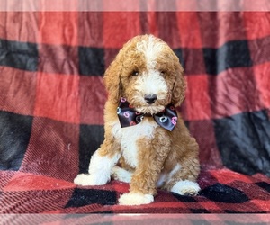 Poodle (Miniature) Puppy for sale in LAKELAND, FL, USA