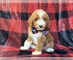 Small Poodle (Miniature)