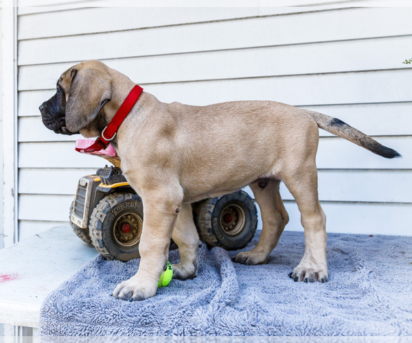 Medium Photo #7 Mastiff Puppy For Sale in WAKARUSA, IN, USA
