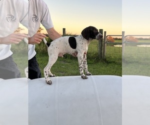 German Shorthaired Pointer Puppy for sale in JACKSONVILLE, FL, USA