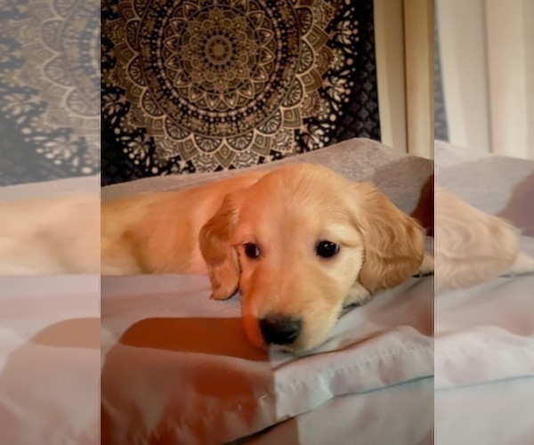 Medium Photo #4 Golden Retriever Puppy For Sale in WOODLAND, CA, USA
