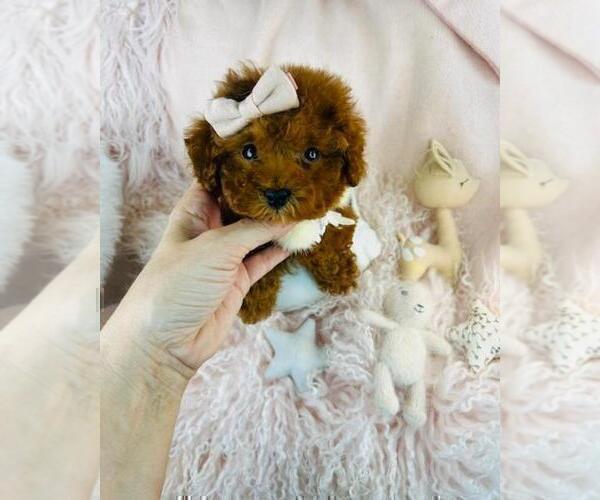 Medium Photo #25 Poodle (Toy) Puppy For Sale in DACULA, GA, USA