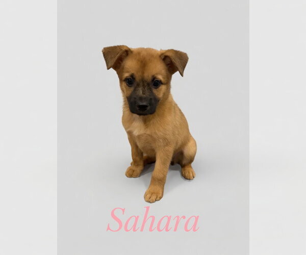 Medium Photo #2 Mutt Puppy For Sale in Jackson Township, NJ, USA