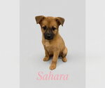 Small #1 Mutt