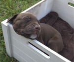Puppy Puppy 1 American Pit Bull Terrier