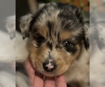 Puppy Zeus Australian Shepherd-Miniature Australian Shepherd Mix