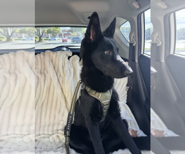 Medium Photo #1 German Shepherd Dog Puppy For Sale in Plantation, FL, USA