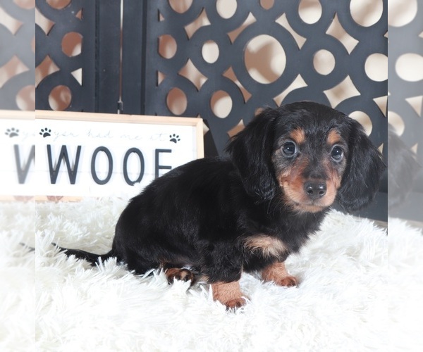 Medium Photo #4 Dachshund Puppy For Sale in MOUNT VERNON, OH, USA