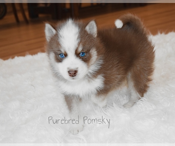 Medium Photo #6 Pomsky Puppy For Sale in KANSAS CITY, MO, USA